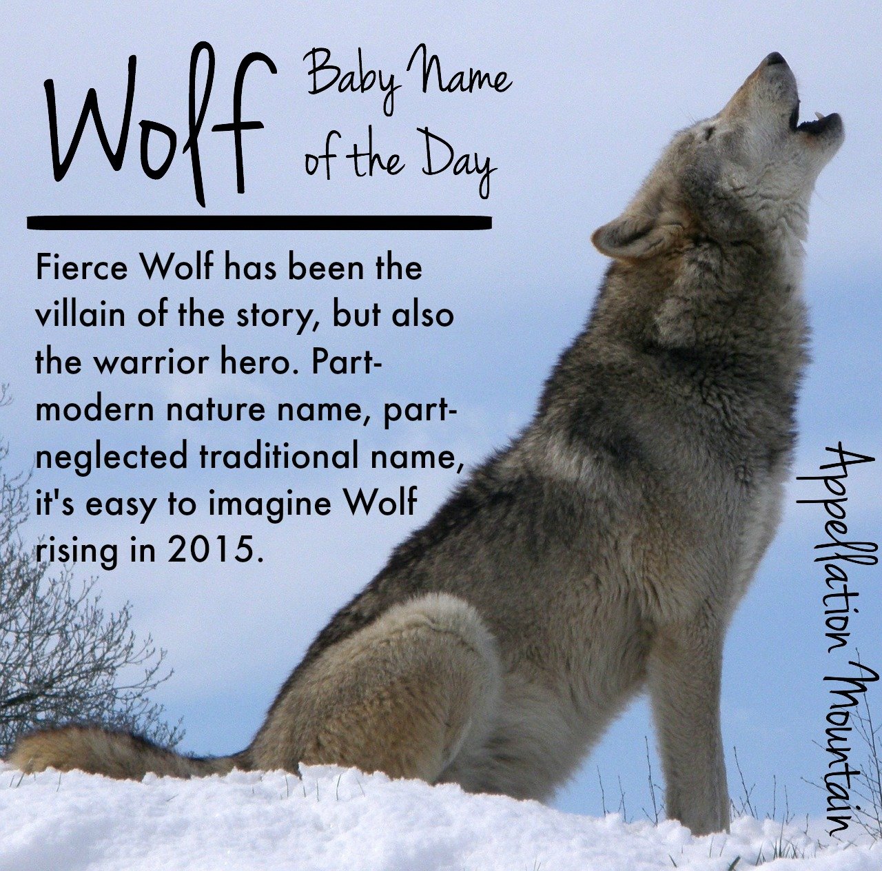 latin word for wolf pack