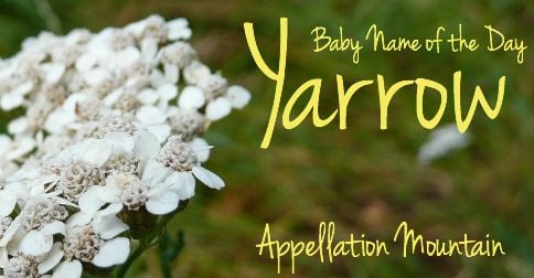 Yarrow: Baby Name of the Day