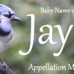 Jay: Baby Name of the Day