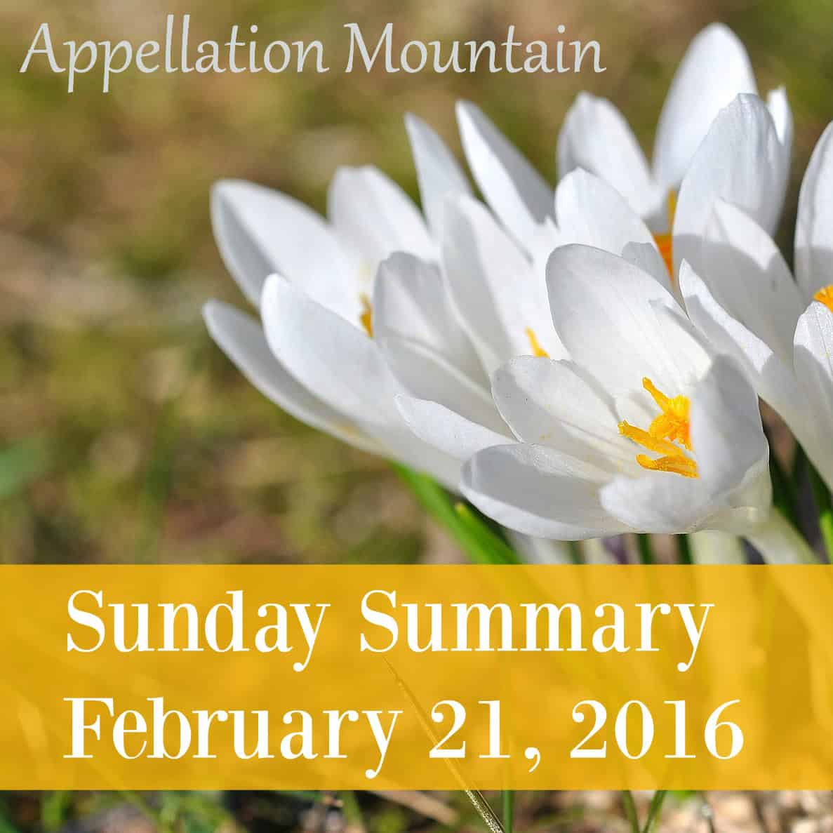 Sunday Summary 2.21.16