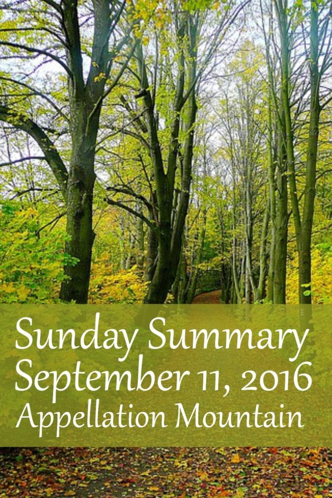 Sunday Summary 9.11.16